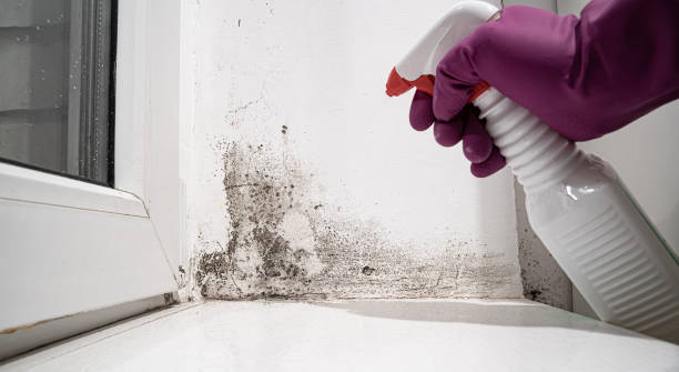 Best Basement water damage restoration  in Grover, WY